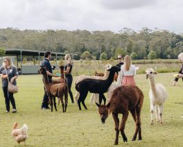 tourism industry and alpacas being fed in a quaint green field