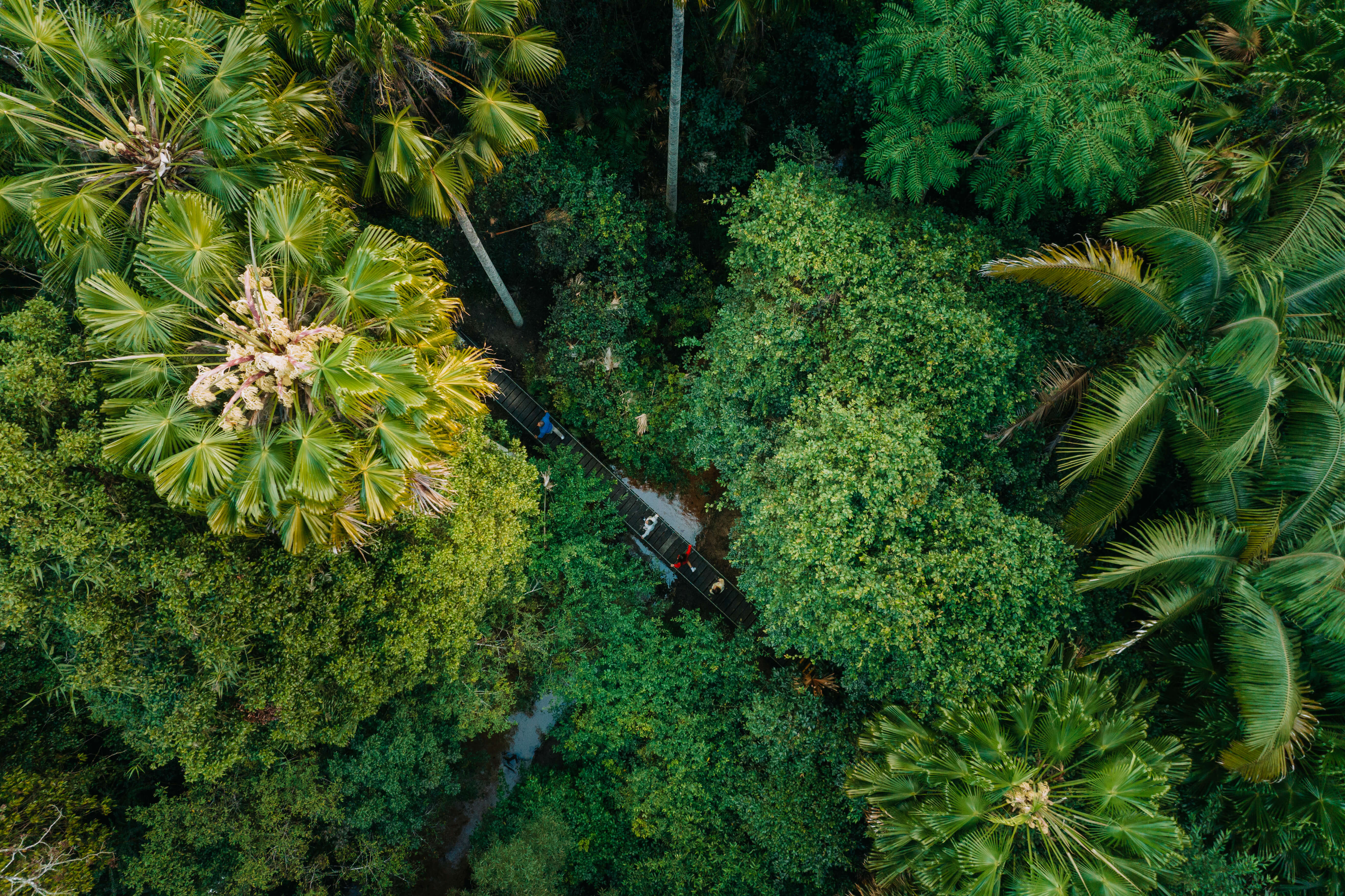 An aerial view of a rainforest