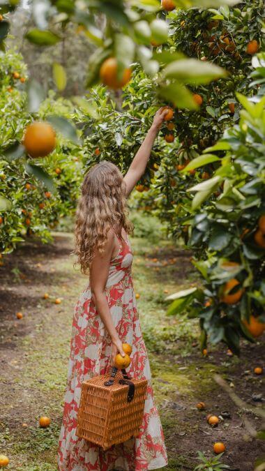 A lady wearing an orange and white sundress picking vibrant oranges in an orchard