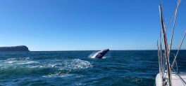 Sail Central Coast whale watching tours