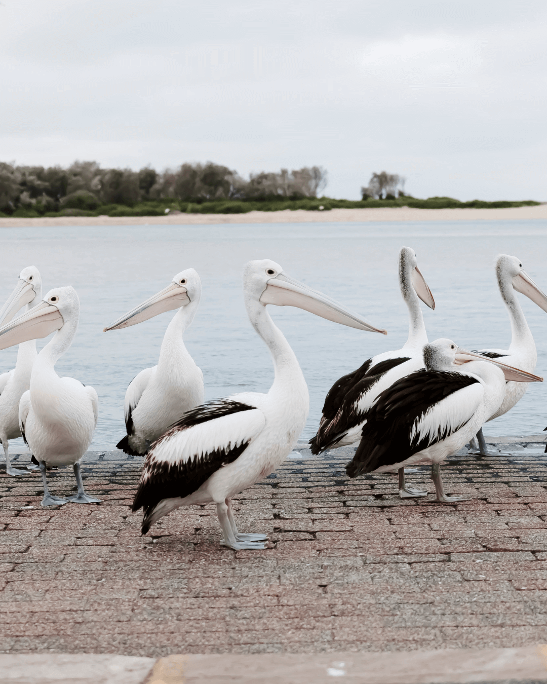 a pod of Pelicans standing on pavement at the waters edge