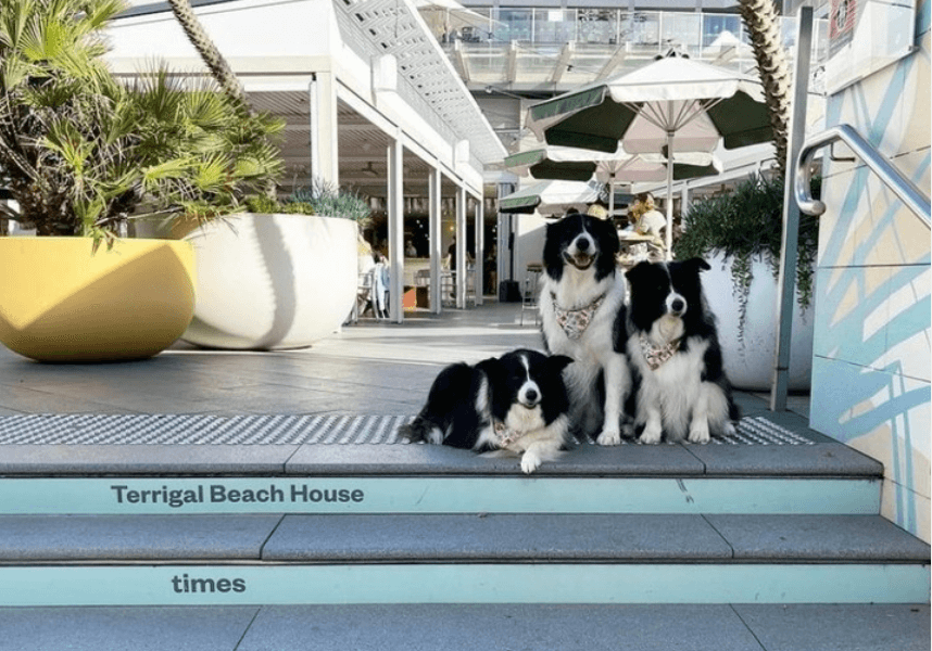 3 border collies on the steps on a beachside venue