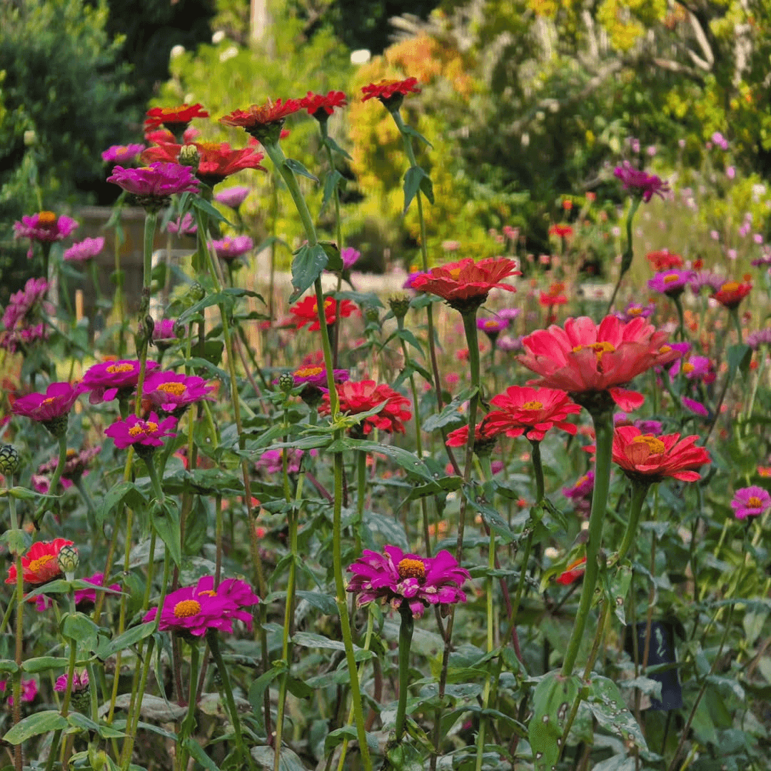 Red and pink flowers growing from tall stems from the ground